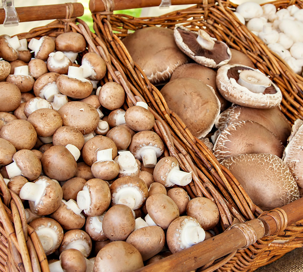 Producteur de champignons de paris Pithiviers